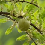 how to use amla powder for white hair at home