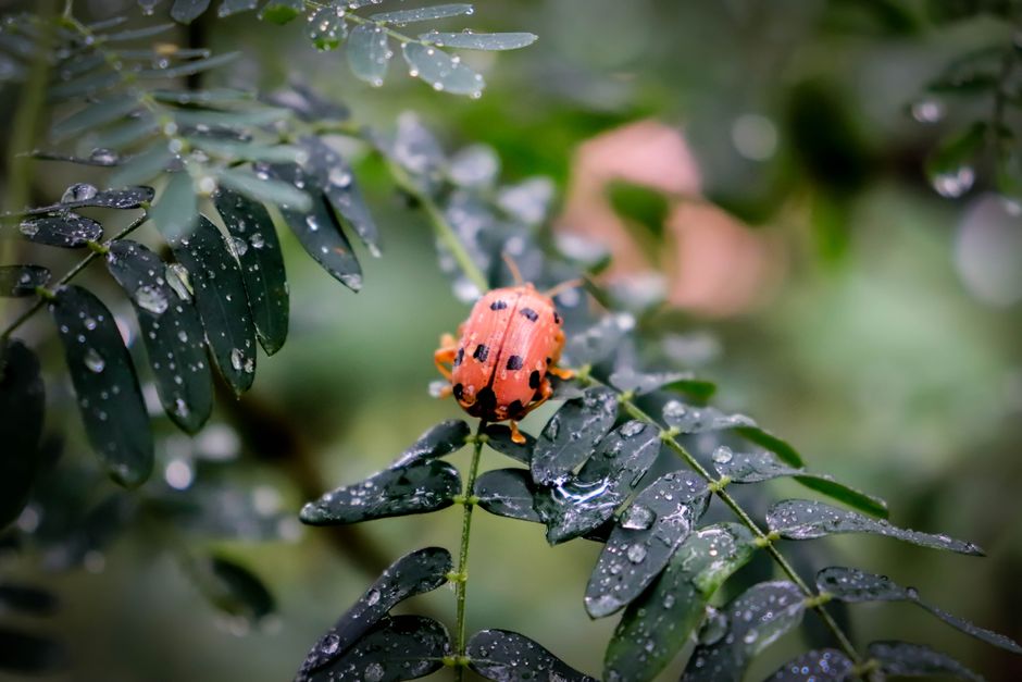 how to use neem oil to get rid of mealybugs