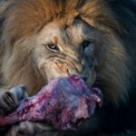 is a cyst in meat dangerous to eat