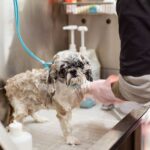 is a shih tzu bite dangerous risks explained