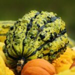 is a squash a gourd the botanical answer