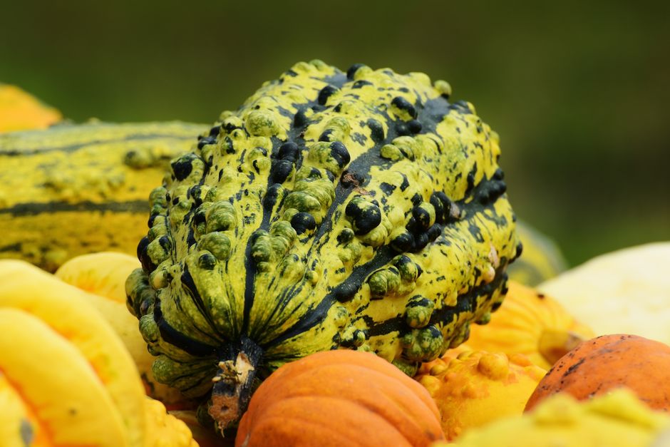 is a squash a gourd the botanical answer