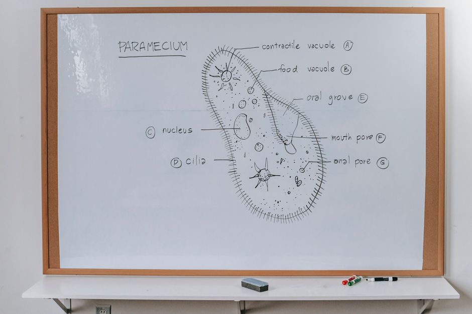 is cytoplasm prokaryotic eukaryotic or both