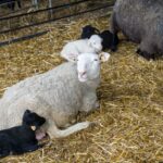 is lamb good for pregnancy safety and benefits