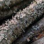 is lichen sclerosus genetic and does it run in families