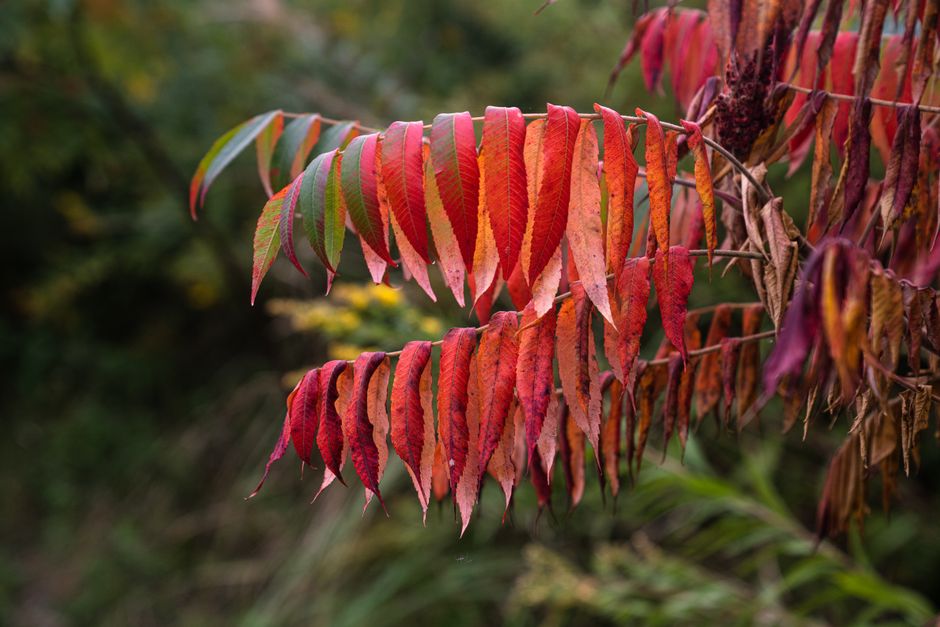 is poison sumac contagious why the rash seems to spread