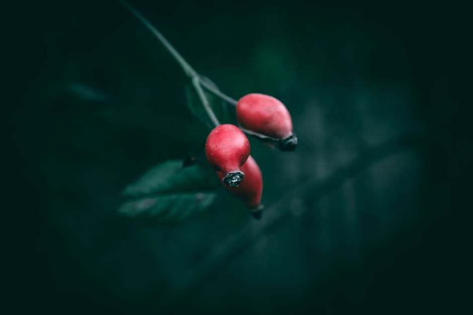 is vitamin c with rose hips safe during pregnancy