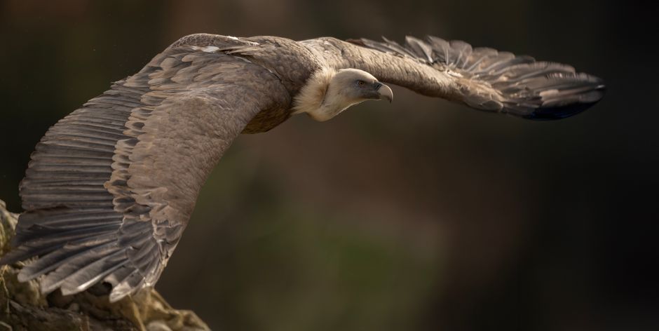 is your wingspan the same as your height