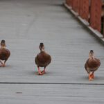 what are ducks feet called