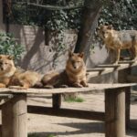 what are jackals appearance behavior and diet