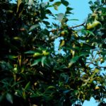 what are jojoba esters and how do they differ from oil