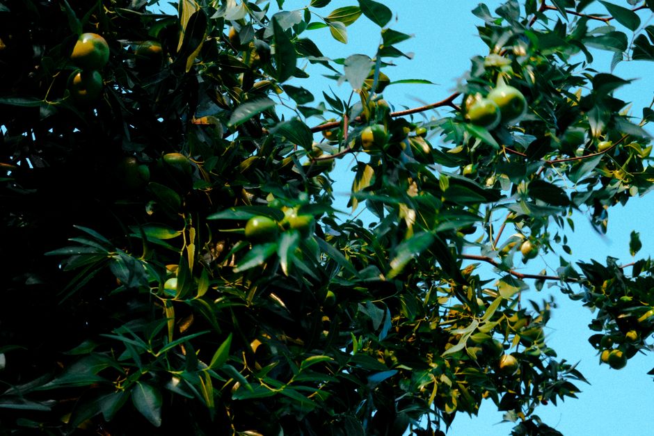 what are jojoba esters and how do they differ from oil