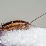 what are signs of a cockroach infestation in food safety