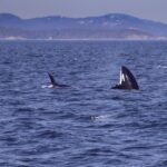 what can kill an orca from natural causes to pollution