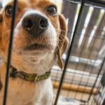 what causes kennel cough
