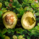 what doesnt have carbs a zero carb food list