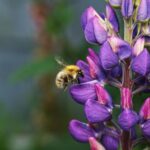 what is a lupin allergy symptoms and hidden sources