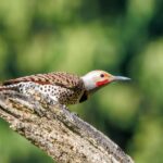 what is a northern flicker appearance diet and range
