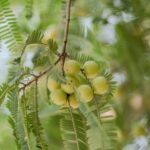 what is amla oil good for hair and skin benefits