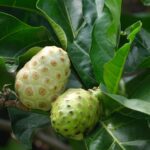 what is an accessory fruit the botanical definition