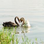 what is courtship behavior displays signals costs