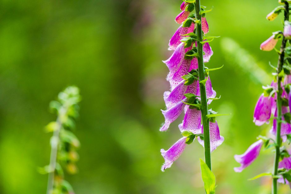 what is digitalis toxicity symptoms causes treatment