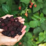 what is eating my blackberry leaves