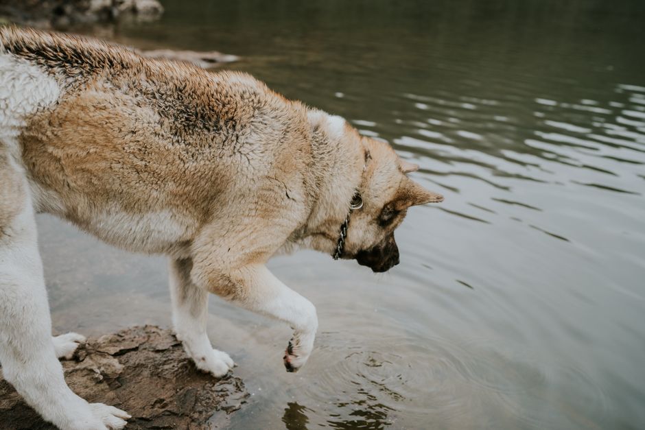 what is hydrophobia in rabies and why does it occur
