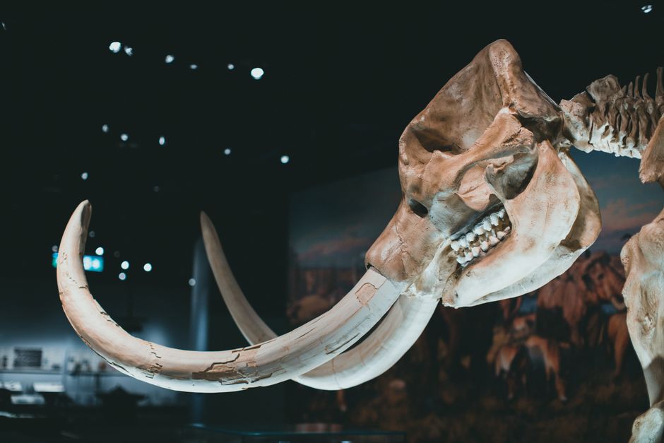 what is the holocene extinction and what causes it