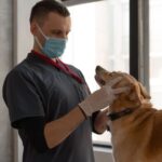 what is the prognosis for canine t cell lymphoma