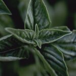 what is tulsi holy basil