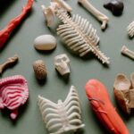 what's a femur bone