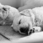 when can a puppy sleep through the night