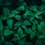 when to drink nettle tea for fertility cycle timing