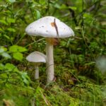 where death cap mushrooms are found worldwide