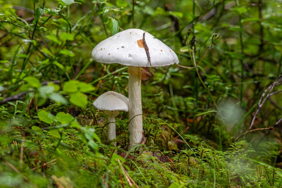 where death cap mushrooms are found worldwide