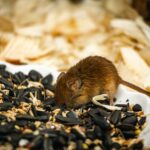 where do mice die after eating poison the truth