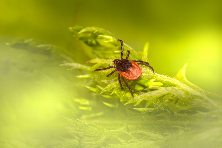 why do ladybugs bite and are they harmful