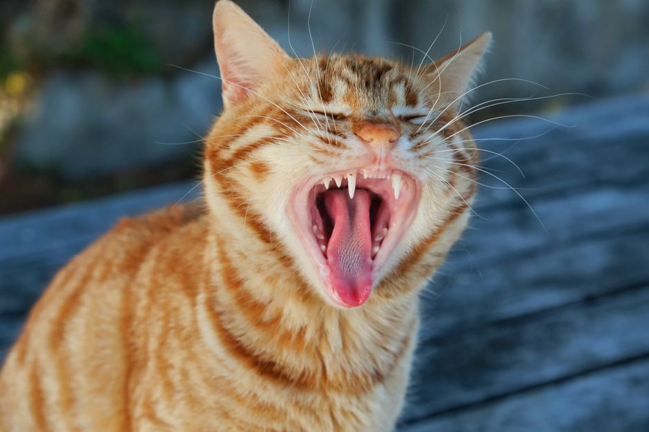 why do you always yawn