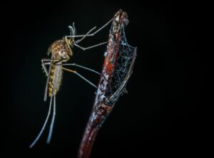 why do your mosquito bites get so big