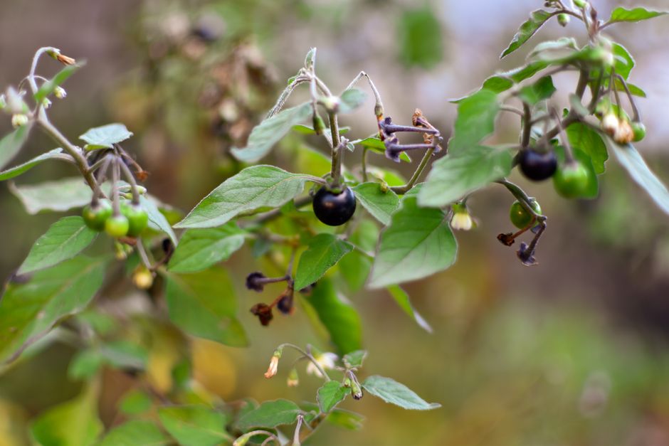 why is it called nightshade poison myth shadow