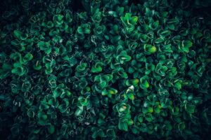 Why Is My Boxwood Losing Leaves And How To Stop It? 3 why is my boxwood losing leaves and how to stop it