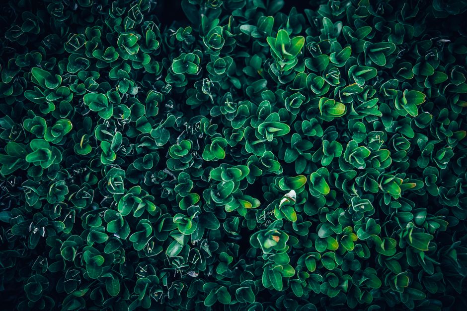 why is my boxwood losing leaves and how to stop it