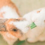 why is my bunnys nose wet causes and concerns