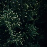 why is my creeping juniper turning brown