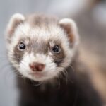 why is my ferret losing weight and what to do