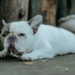 why is my frenchie breathing so fast while sleeping