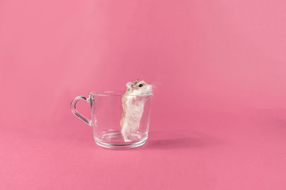 why is my hamster always sleeping even at night