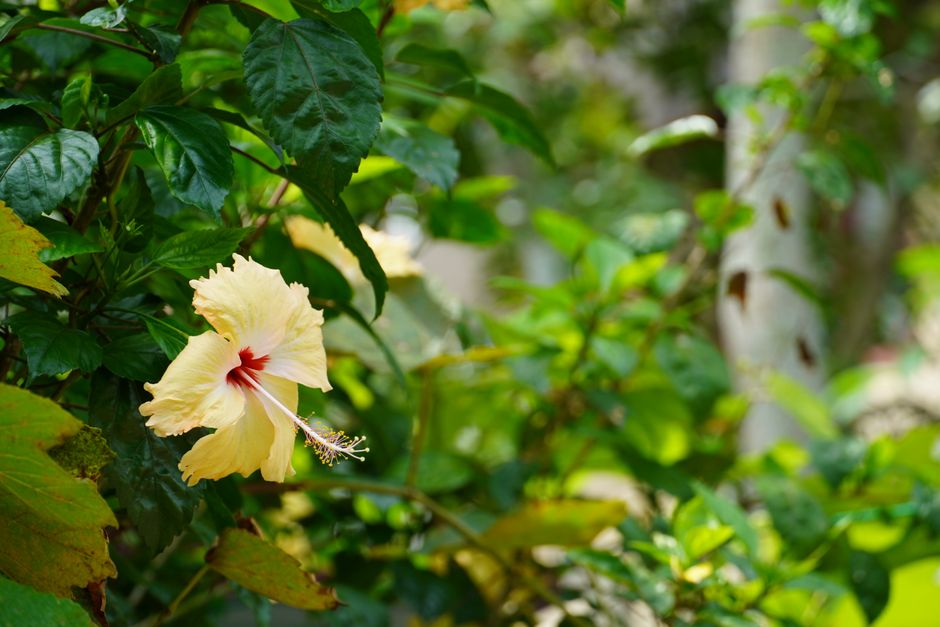 why is my hibiscus losing leaves