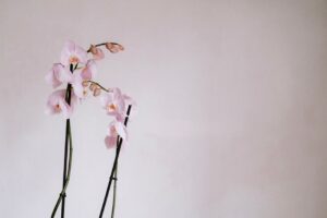 why is my orchid stem turning red and what should i do